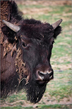 Teenager buffalo