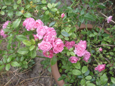 terülő rózsa
