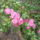 Terulo_rozsa_1271898_6763_t