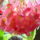 Virag_015-001_1271068_8926_t