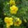 Cserjes_pimpo__potentilla_sommerflor_1272421_6712_t