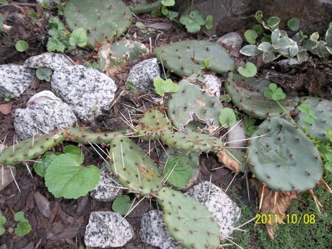 télálló kaktusz
