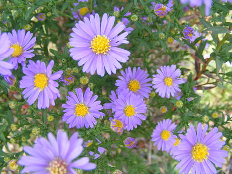 Aster