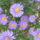 Aster_1274176_7186_t