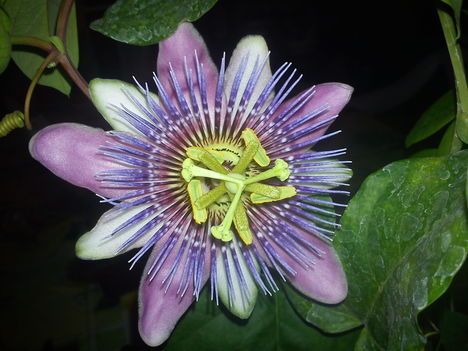 Passiflora Alato Caerulea