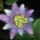 Passiflora_alato_caerulea_1274517_6169_t