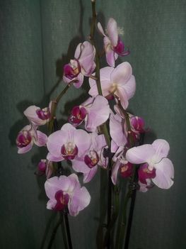 születésnapi orchidea