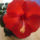 Graff_grandiflora_red_1276906_6123_t