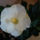 Gaia-001_1277424_3466_t