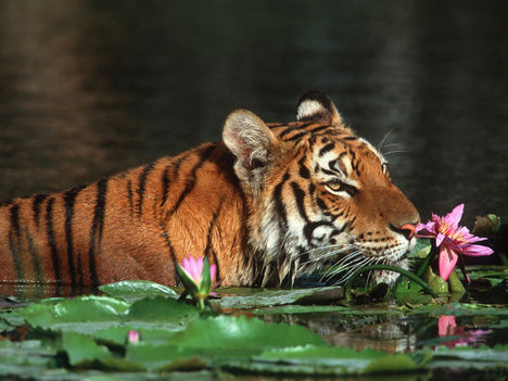 A kedvenc állatom (bengáli tigris) a kedvenc virágommal