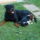 Drago_18_honaposan_es_tori_12_hetes_1270954_9479_t