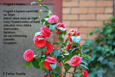 ,,Érezzétek és lássátok meg,hogy jó az Úr!"Zsolt.34:8.