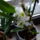 Ezt_sem_gondoltam_volnahogy_fognak_viragozni_6_1027841_7974_t