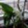 Ezt_sem_gondoltam_volnahogy_fognak_viragozni_7_1027842_6296_t