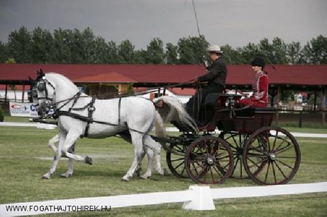 fogathajtó kép 12