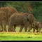 Indiai elefántok