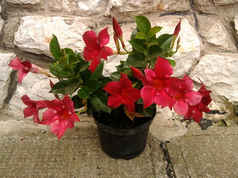 mandevilla