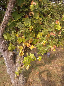 Öreg almafánk szépsége az Otelló szőlőnk