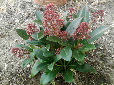 skimmia