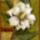 Szep_magnolia_127113_90099_t