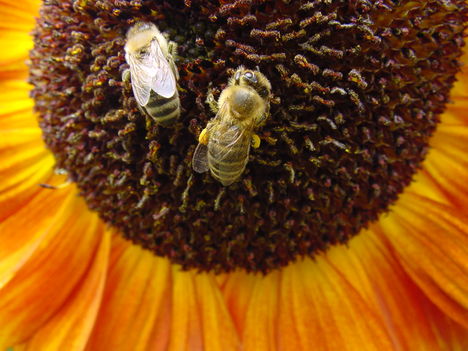Virág 026 Napraforgó méhekkel