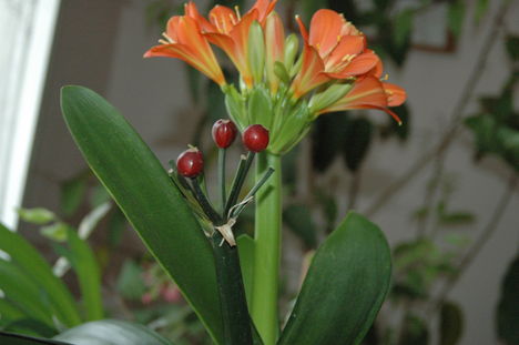 Clivia virága és szaporító képlete