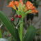 Clivia virága és szaporító képlete