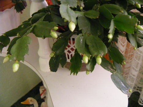 Fehér kaktusz már bimbós állapotban