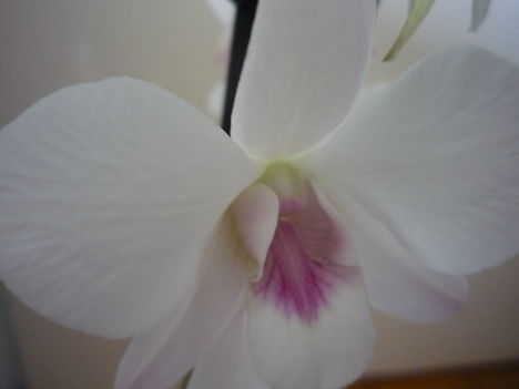 orchidea 1