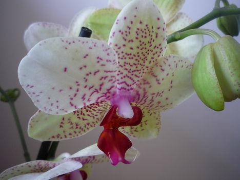 orchidea 3