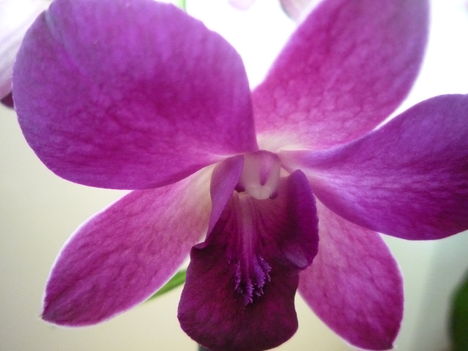 orchidea 5