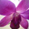 orchidea 5