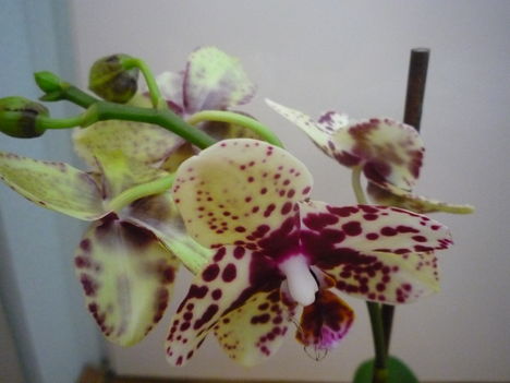 orchidea 6