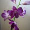 orchidea 7