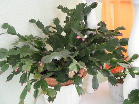 Piros bimbós kaktusz
