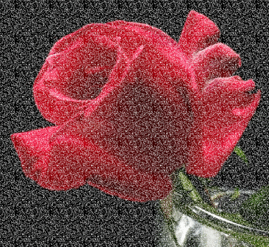 vegyesen rózsák 5