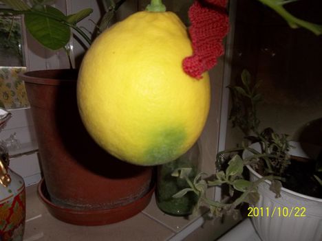 citrom helyzetjelentés