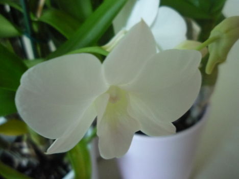 DENDROBIUM 12