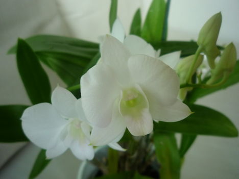DENDROBIUM 15