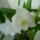 Dendrobium_15_1282023_9018_t