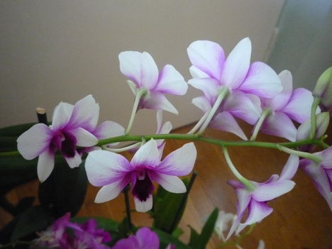 DENDROBIUM 16