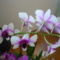 DENDROBIUM 16