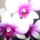 Dendrobium_3-002_1282010_5380_t