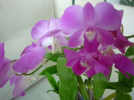 DENDROBIUM 4