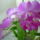 Dendrobium_4-002_1282011_3999_t