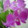 Dendrobium_6-001_1282013_8096_t