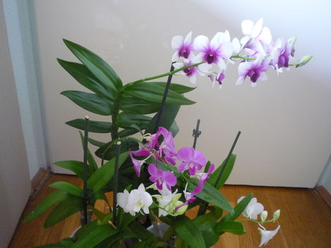 DENDROBIUM 7
