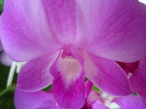 DENDROBIUM 9