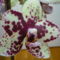 orchidea 10