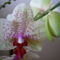 orchidea 11